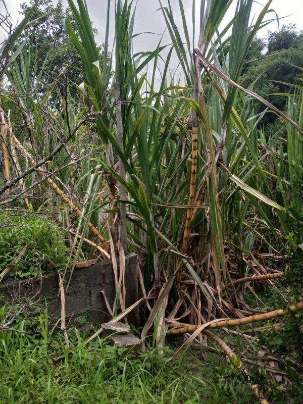Fazenda, Jardim Rosario, 4 Quartos, 20 Vagas, 1 Suíte