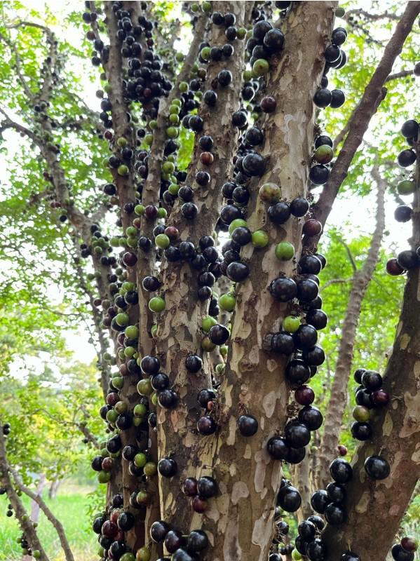 Fazenda, Zona Rural, 0 Quarto, 0 Vaga