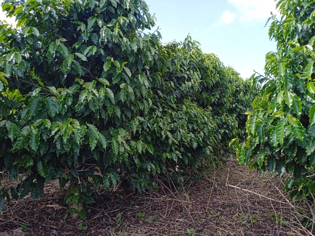 Fazenda, Zona Rural, 0 Quarto, 0 Vaga