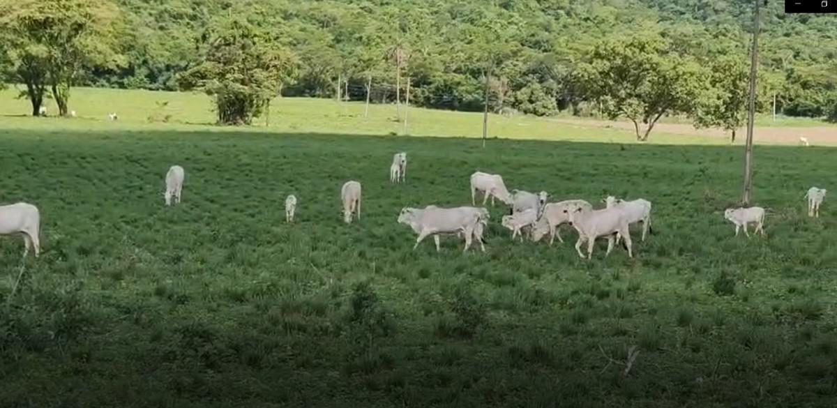 Fazenda, Zona Rural, 0 Quarto, 0 Vaga