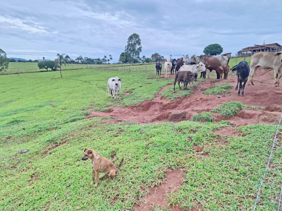 Fazenda, Zona Rural, 0 Quarto, 0 Vaga