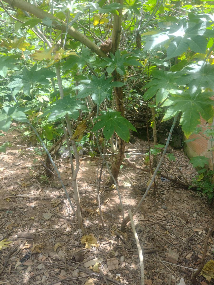 Lote, Colonial, 0 Quarto, 0 Vaga