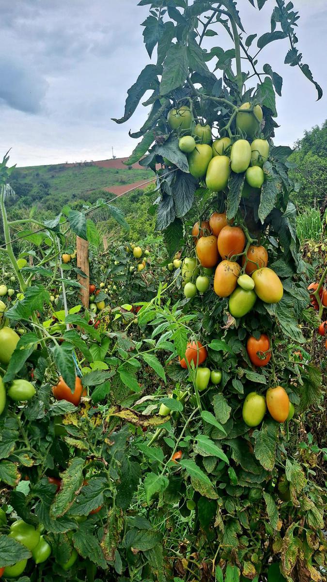 Fazenda, Zona Rural, 3 Quartos, 0 Vaga