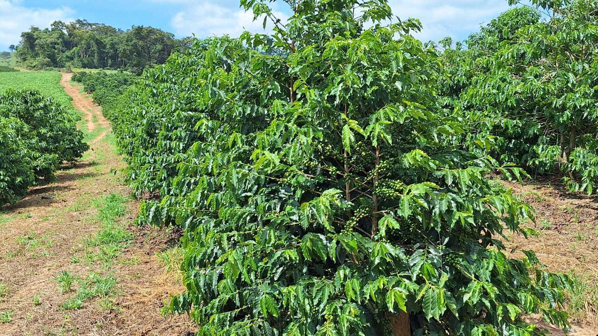 Fazenda, Zona Rural, 3 Quartos, 0 Vaga