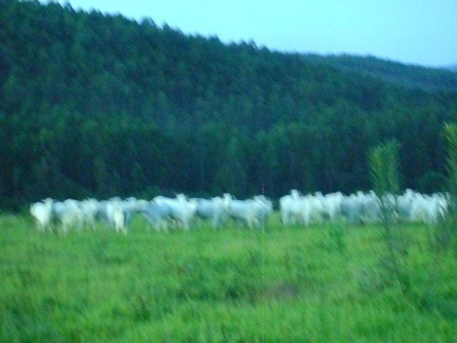 Fazenda, Centro, 0 Quarto, 0 Vaga