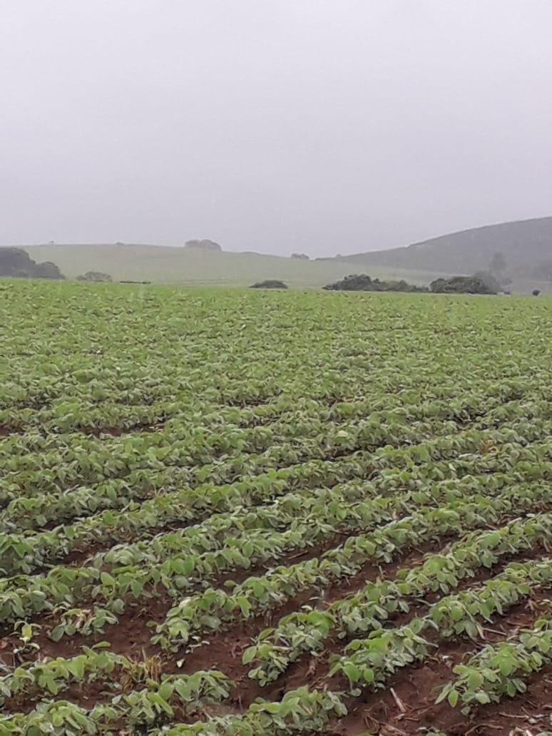 Fazenda, Centro, 1 Quarto, 1 Vaga, 1 Suíte