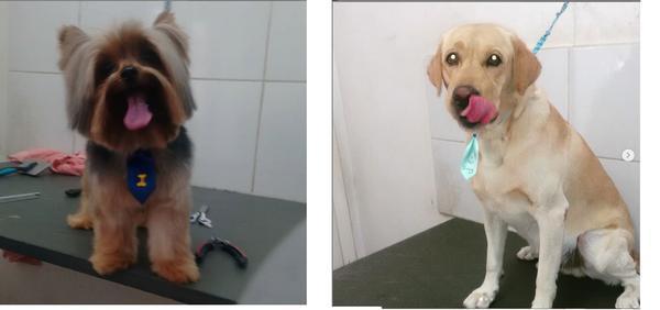 Banho e Tosa a Domicilio