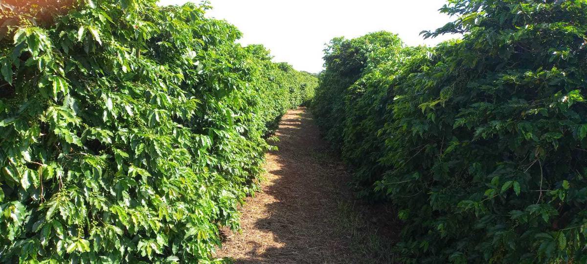 Fazenda, Zona Rural, 3 Quartos, 0 Vaga
