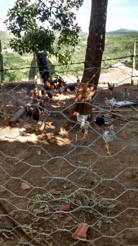 Fazenda, Centro, 4 Quartos, 0 Vaga, 1 Suíte