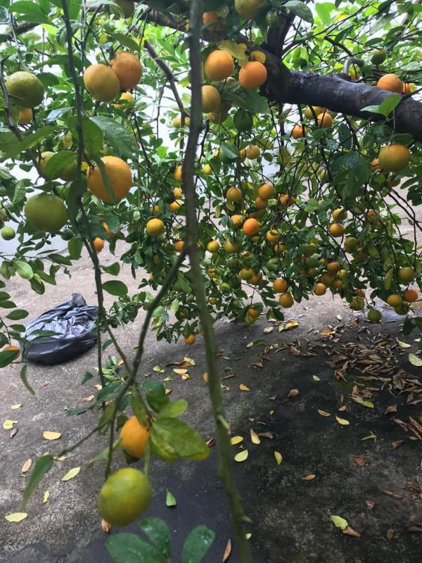 Casa, Alvorada, 3 Quartos, 2 Vagas, 2 Suítes