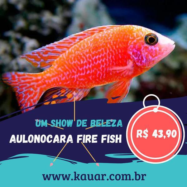 Os Peixes Mais Felizes e Saudáveis Para Seu Aquário Você Encontra Na Kauar!