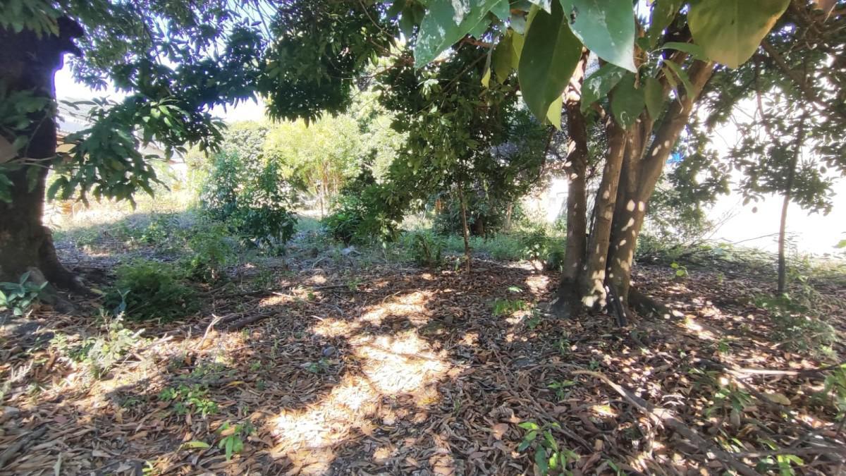 Lote, Novo Progresso, 0 Quarto, 0 Vaga