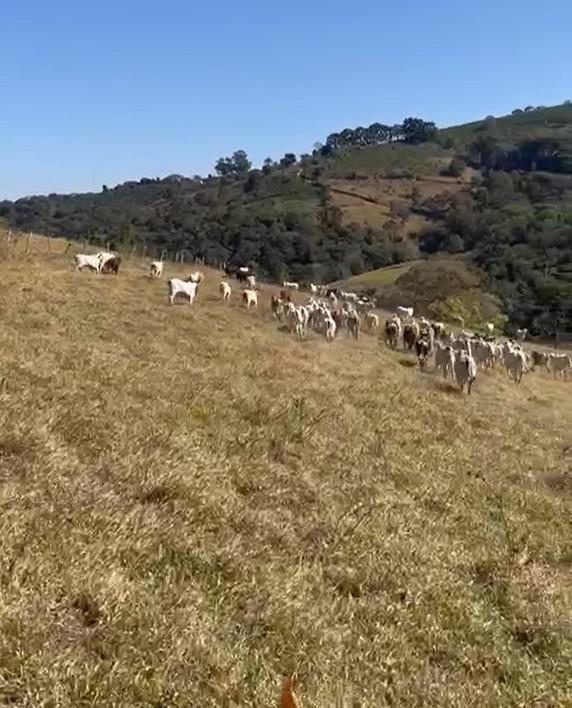 Fazenda, Zona Rural, 4 Quartos, 0 Vaga