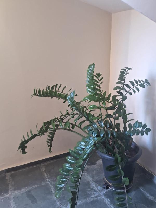 Apartamento, Planalto, 3 Quartos, 1 Vaga, 1 Suíte