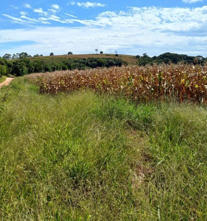 Fazenda, Centro, 3 Quartos, 0 Vaga