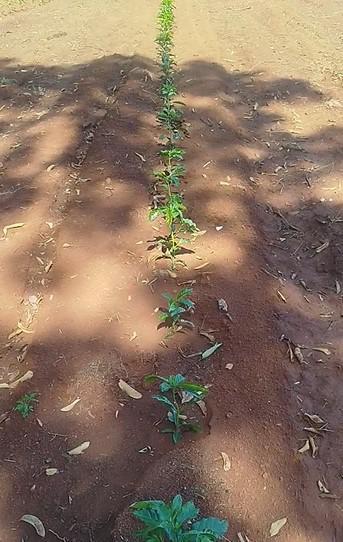 Fazenda, Zona Rural, 3 Quartos, 0 Vaga