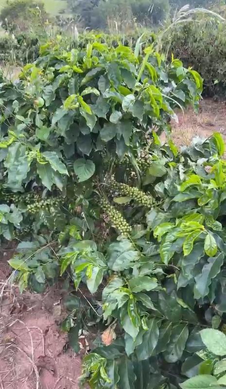 Fazenda, Zona Rural, 0 Quarto, 0 Vaga