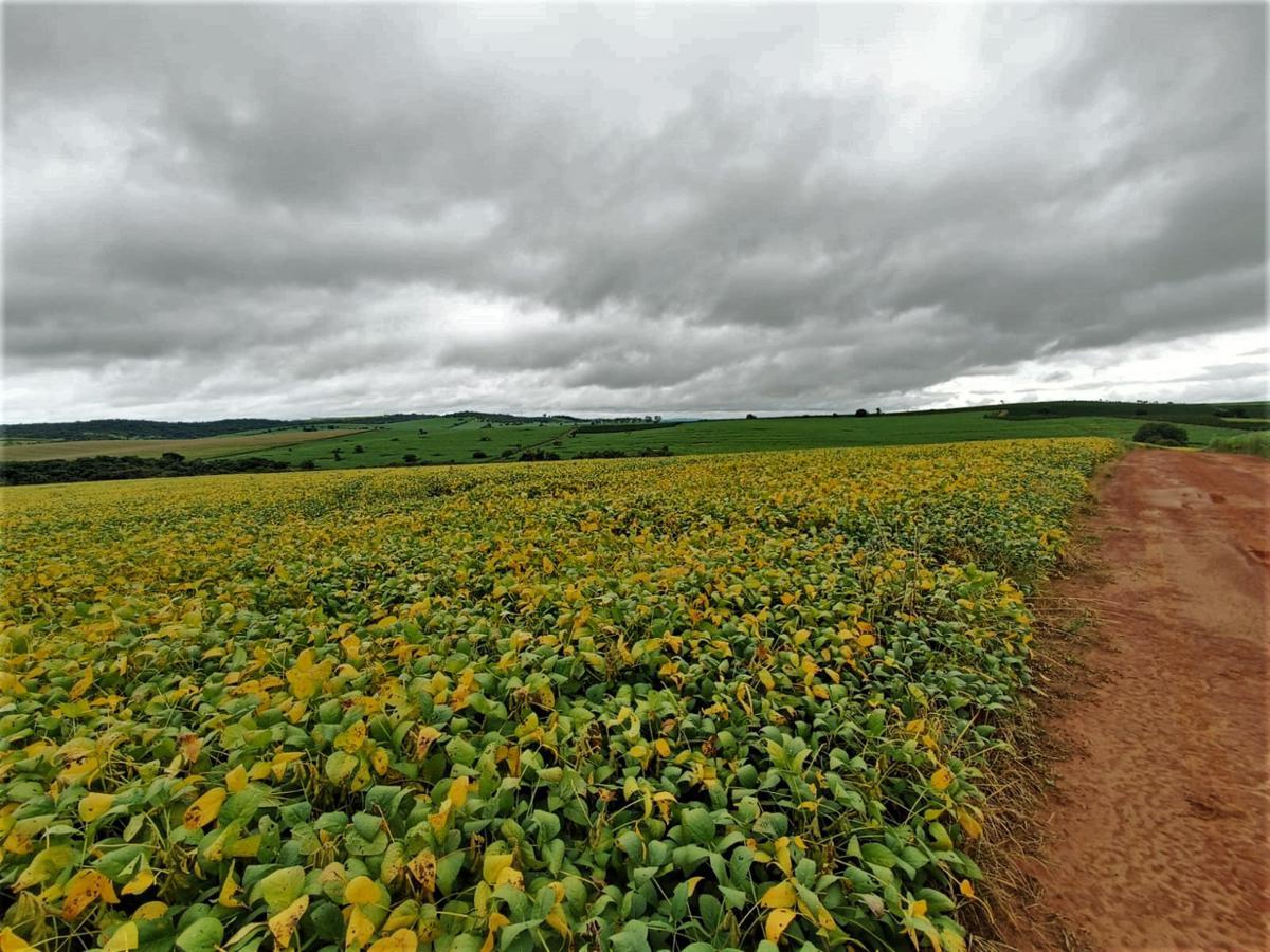 Fazenda, Centro, 0 Quarto, 0 Vaga, 1 Suíte