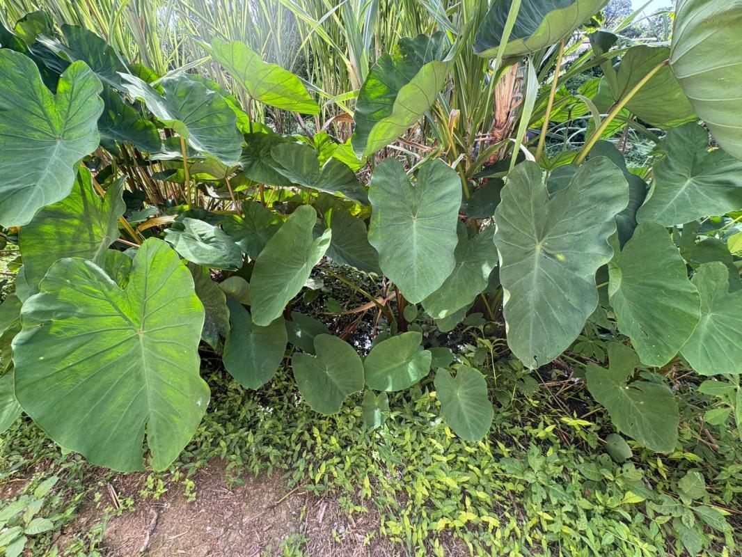 Fazenda, Bom Jardim, 0 Quarto, 0 Vaga