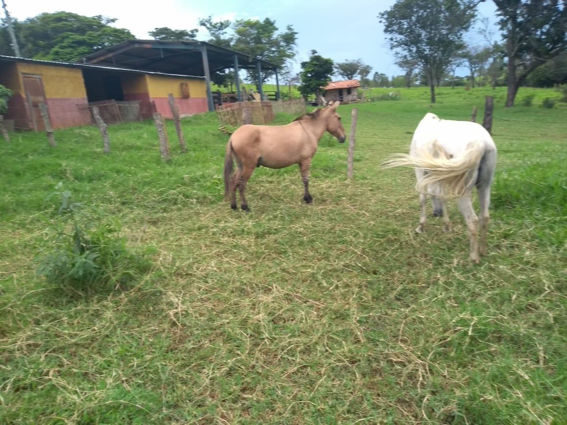 Fazenda, Zona Rural, 3 Quartos, 0 Vaga