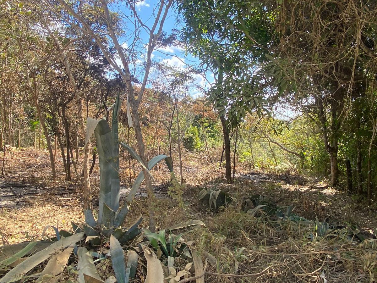 Lote, Palmital II, 0 Quarto, 0 Vaga
