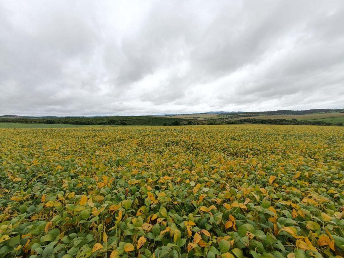 Fazenda, Centro, 0 Quarto, 0 Vaga, 1 Suíte