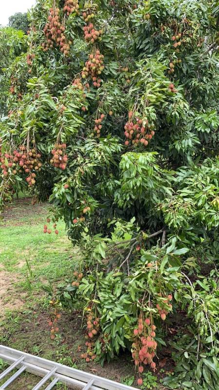 Fazenda, Cancelinha, 3 Quartos, 6 Vagas, 1 Suíte