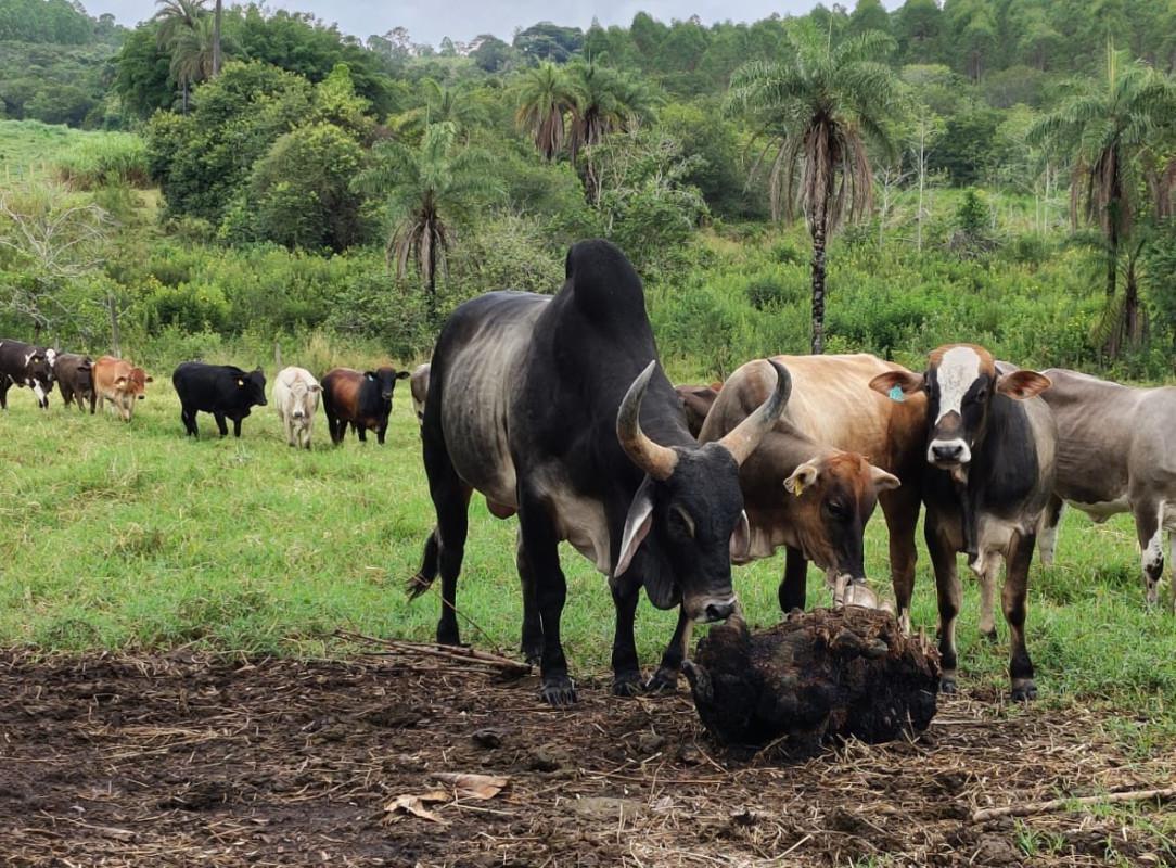 Fazenda, Zona Rural, 5 Quartos, 0 Vaga