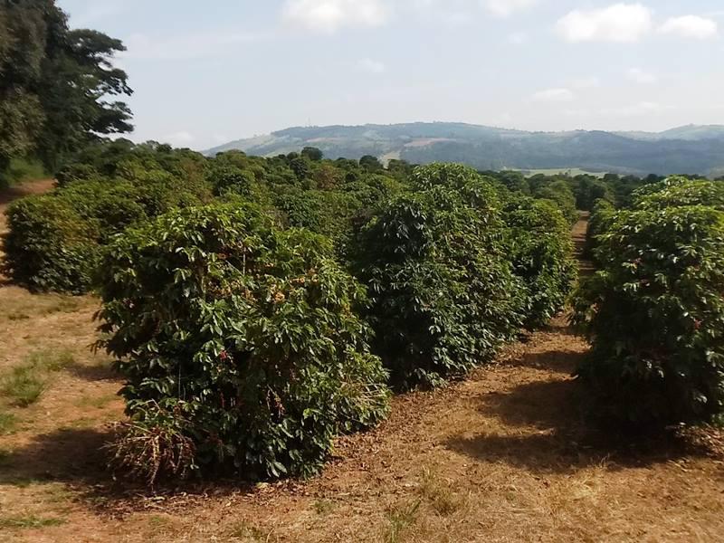 Fazenda, Zona Rural, 0 Quarto, 0 Vaga