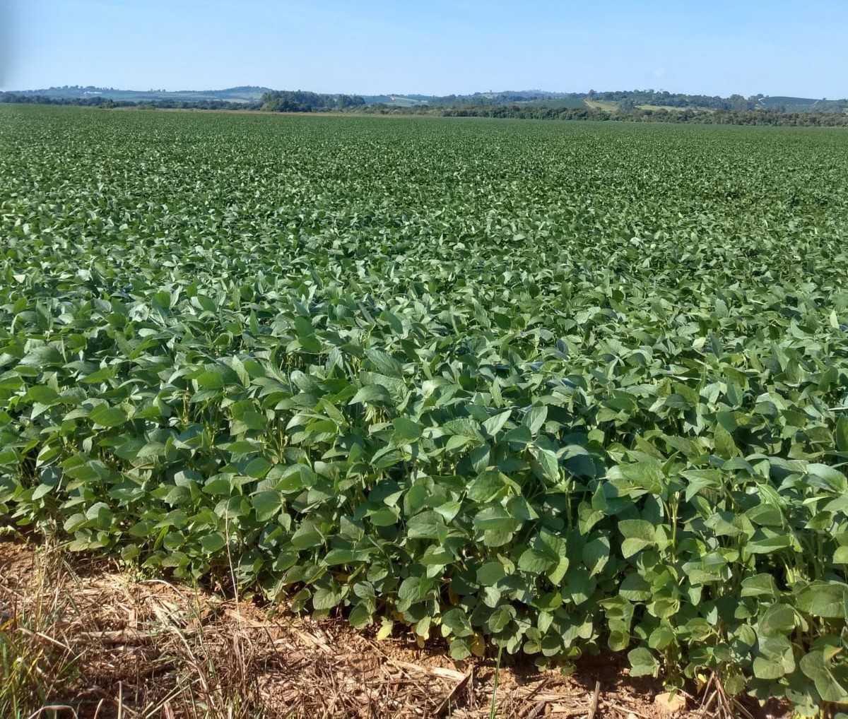 Fazenda, Centro, 0 Quarto, 0 Vaga