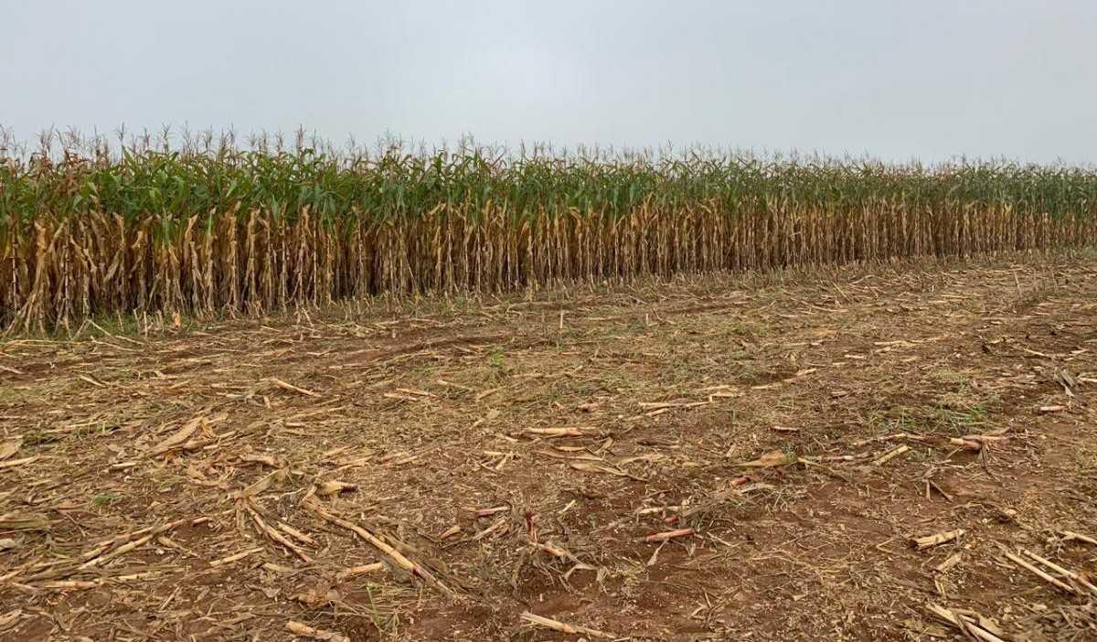 Fazenda, Zona Rural, 4 Quartos, 0 Vaga