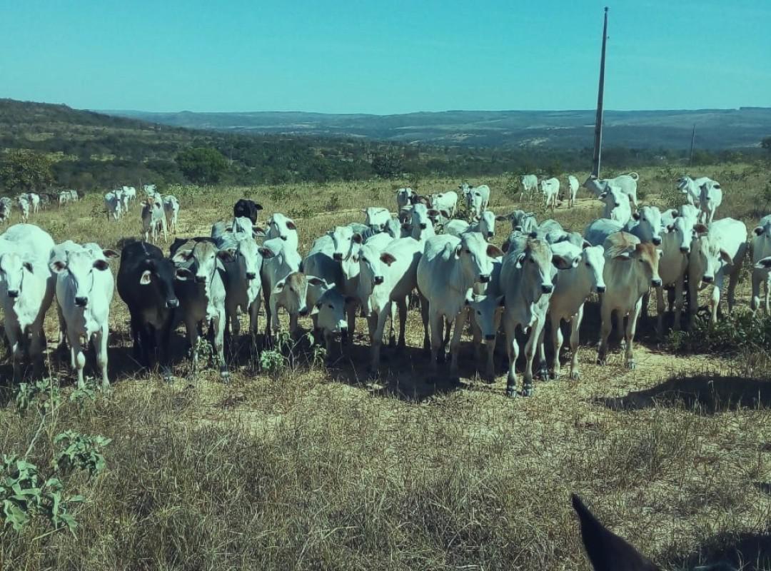 Fazenda, Zona Rural, 0 Quarto, 0 Vaga
