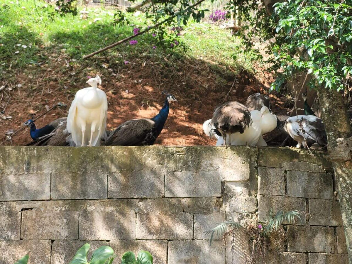 Fazenda, Caracois de Baixo, 4 Quartos, 12 Vagas, 1 Suíte