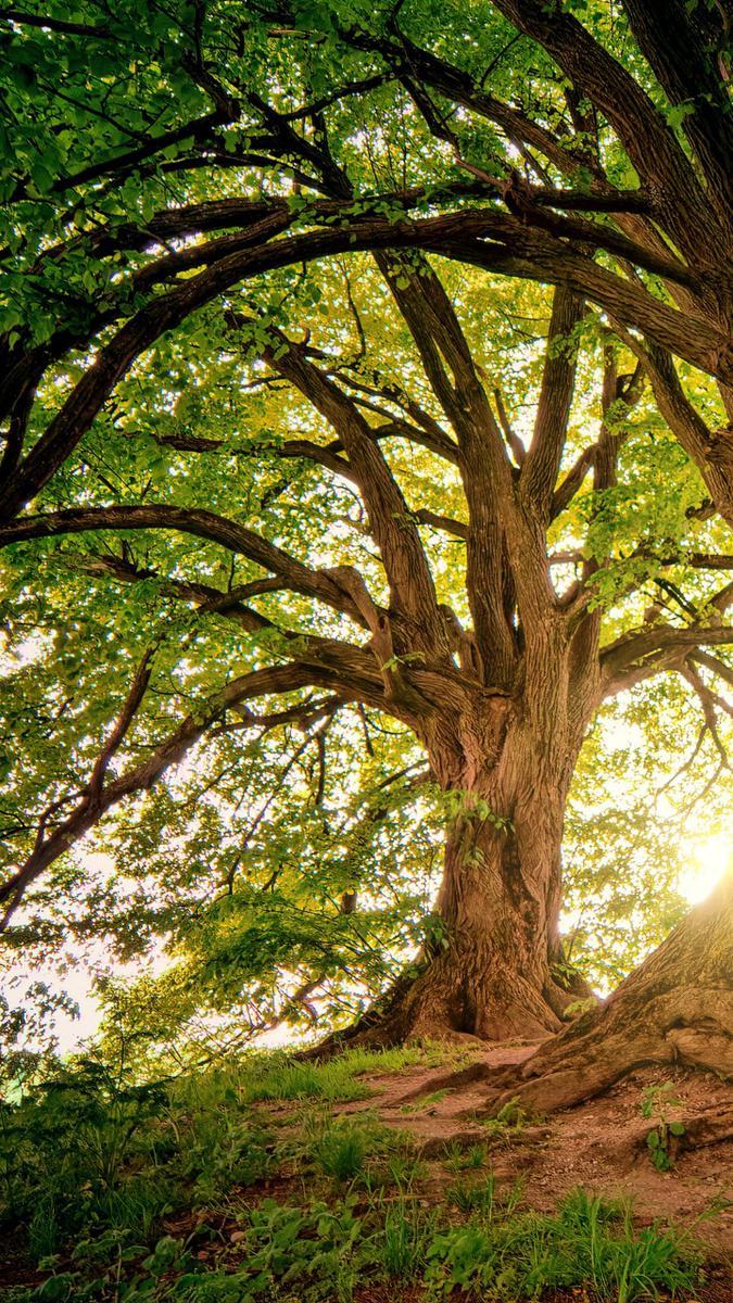 Lote, Gentileza, 0 Quarto, 0 Vaga