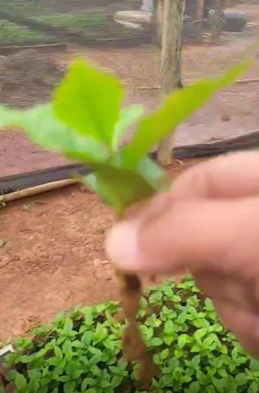 Fazenda, Zona Rural, 0 Quarto, 0 Vaga