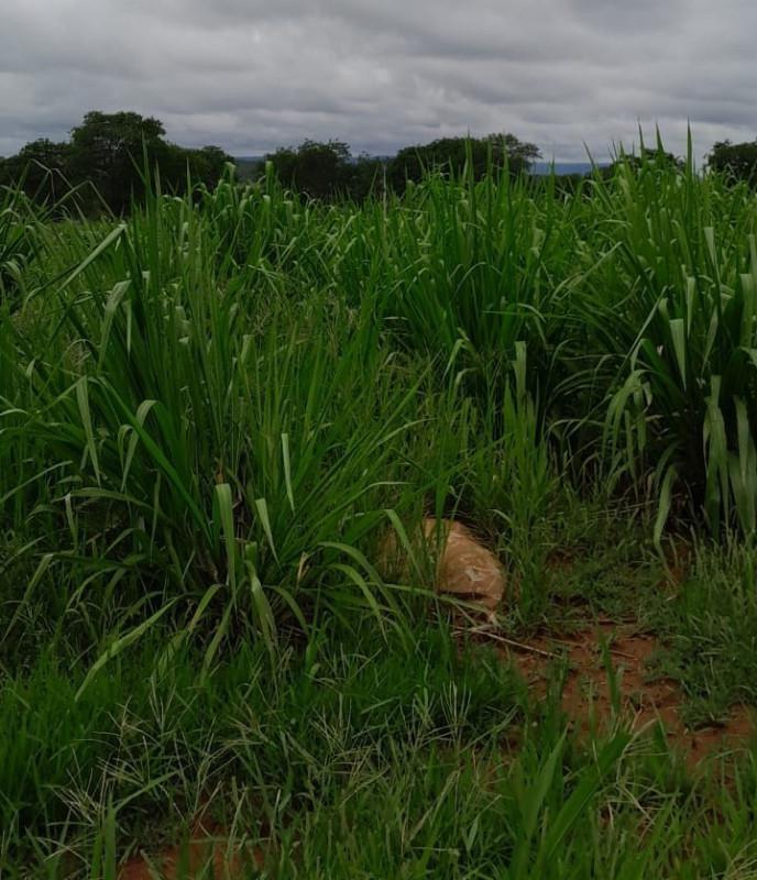 Fazenda, Zona Rural, 0 Quarto, 0 Vaga