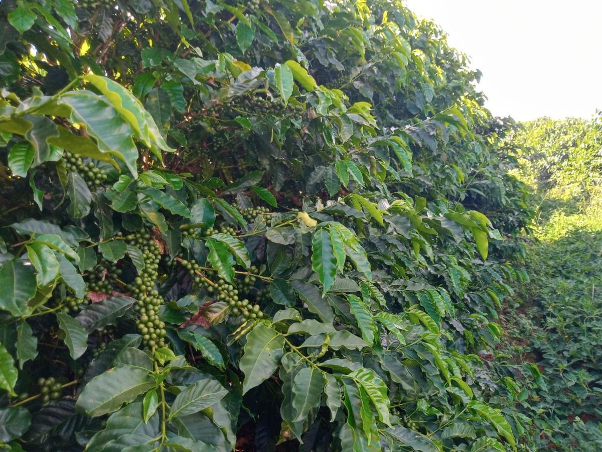 Fazenda, Zona Rural, 0 Quarto, 0 Vaga