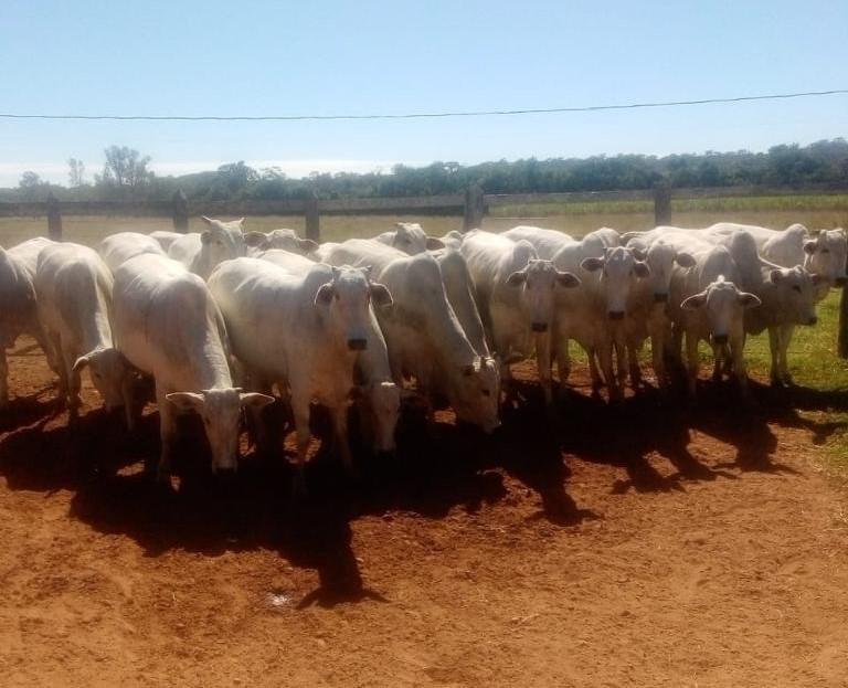 Fazenda, Zona Rural, 4 Quartos, 0 Vaga
