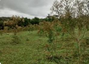 Fazenda, Zona Rural, 0 Quarto, 0 Vaga