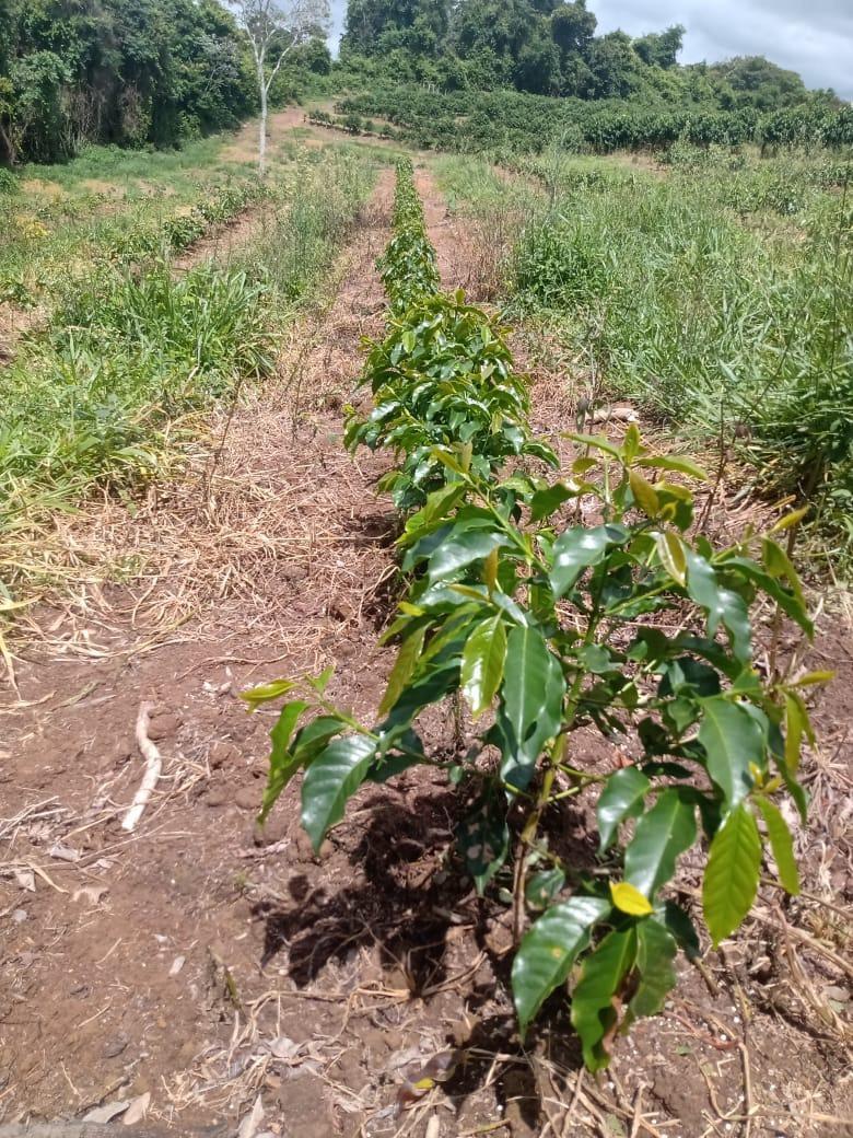 Fazenda, São Sebastião da Estrela, 1 Quarto, 1 Vaga, 1 Suíte