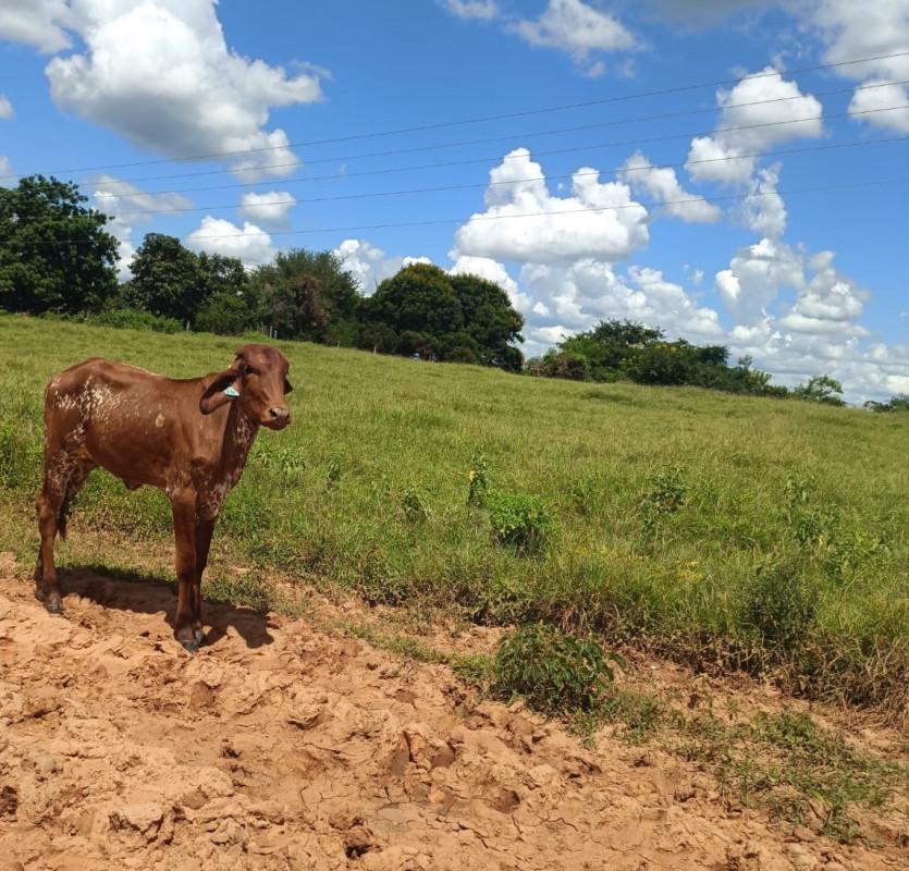 Fazenda, Zona Rural, 0 Quarto, 0 Vaga