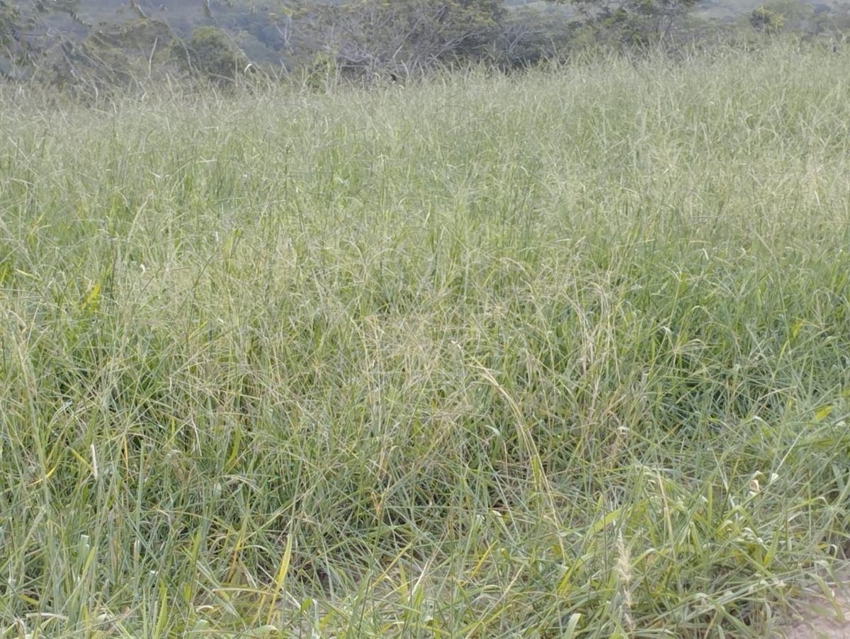 Fazenda, Zona Rural, 3 Quartos, 0 Vaga