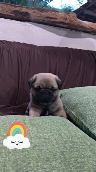 Fihlote de Pug