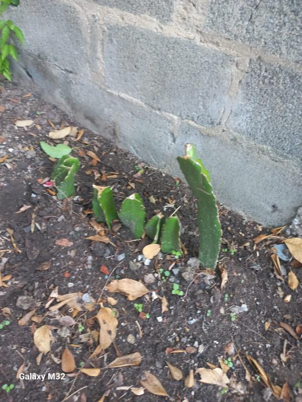 Lote, Florença, 0 Quarto, 0 Vaga