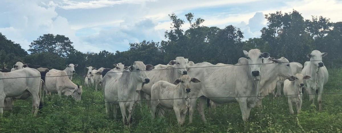 Fazenda, Zona Rural, 0 Quarto, 0 Vaga