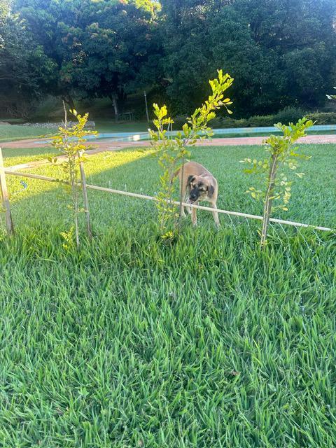 Fazenda, Ravena, 3 Quartos, 20 Vagas, 1 Suíte