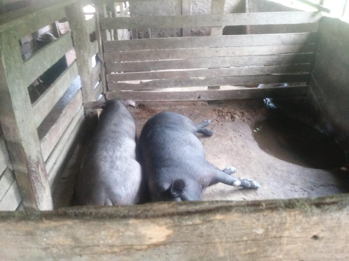 Fazenda, Zona Rural, 3 Quartos, 0 Vaga