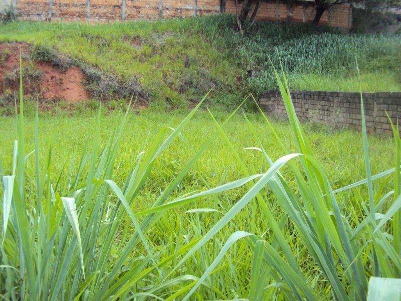 Lote, Planalto