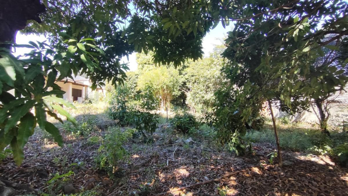 Lote, Novo Progresso, 0 Quarto, 0 Vaga