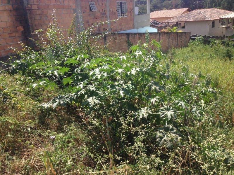 Lote, Tijuca